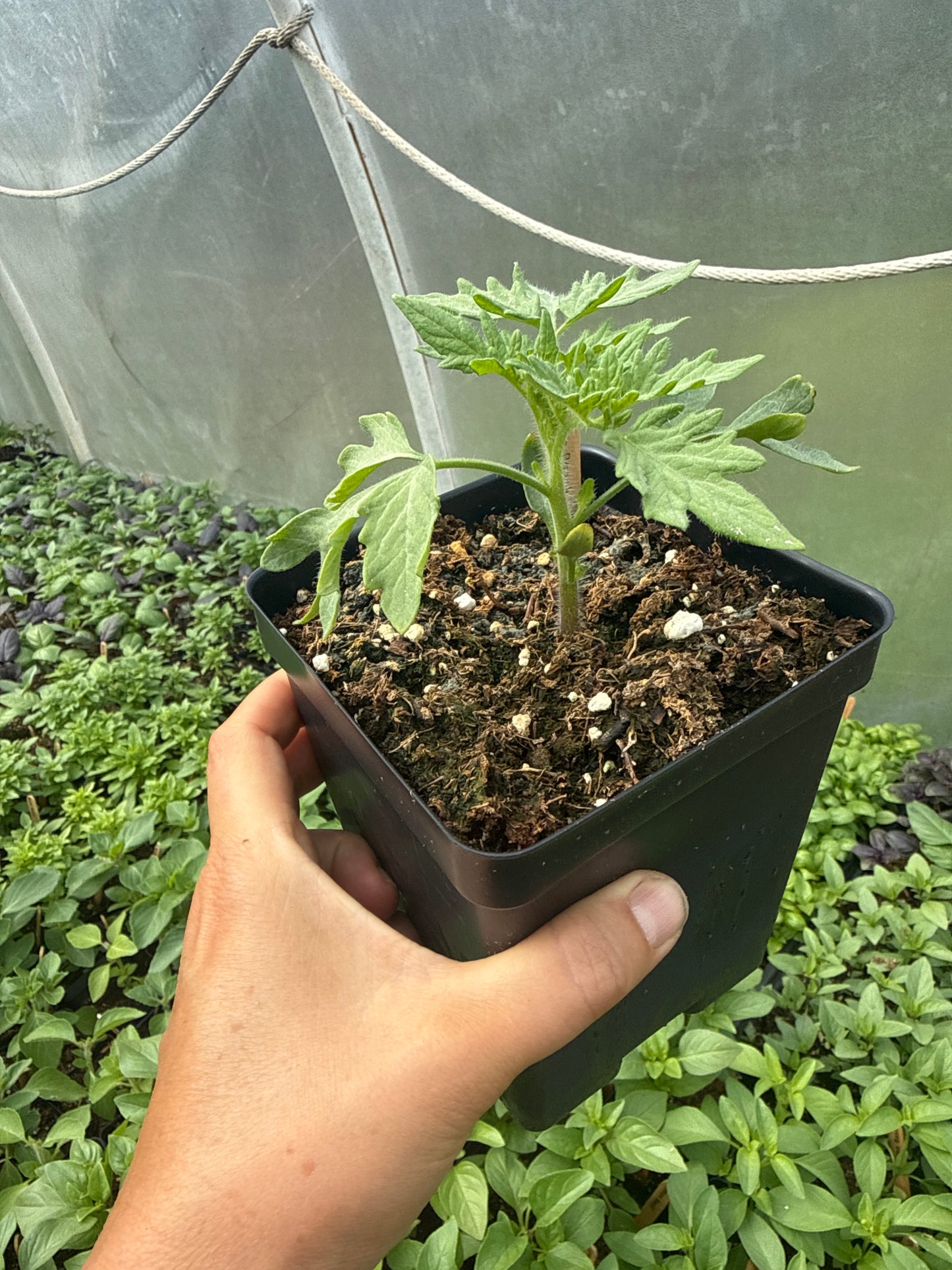Garden Peach Tomato