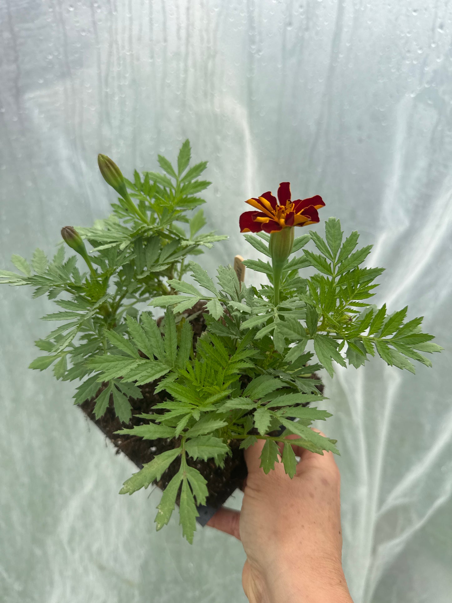 Durango Outback Marigold
