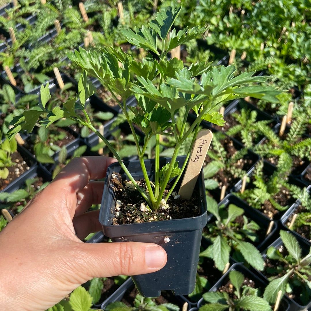 Giant of Italy Parsley