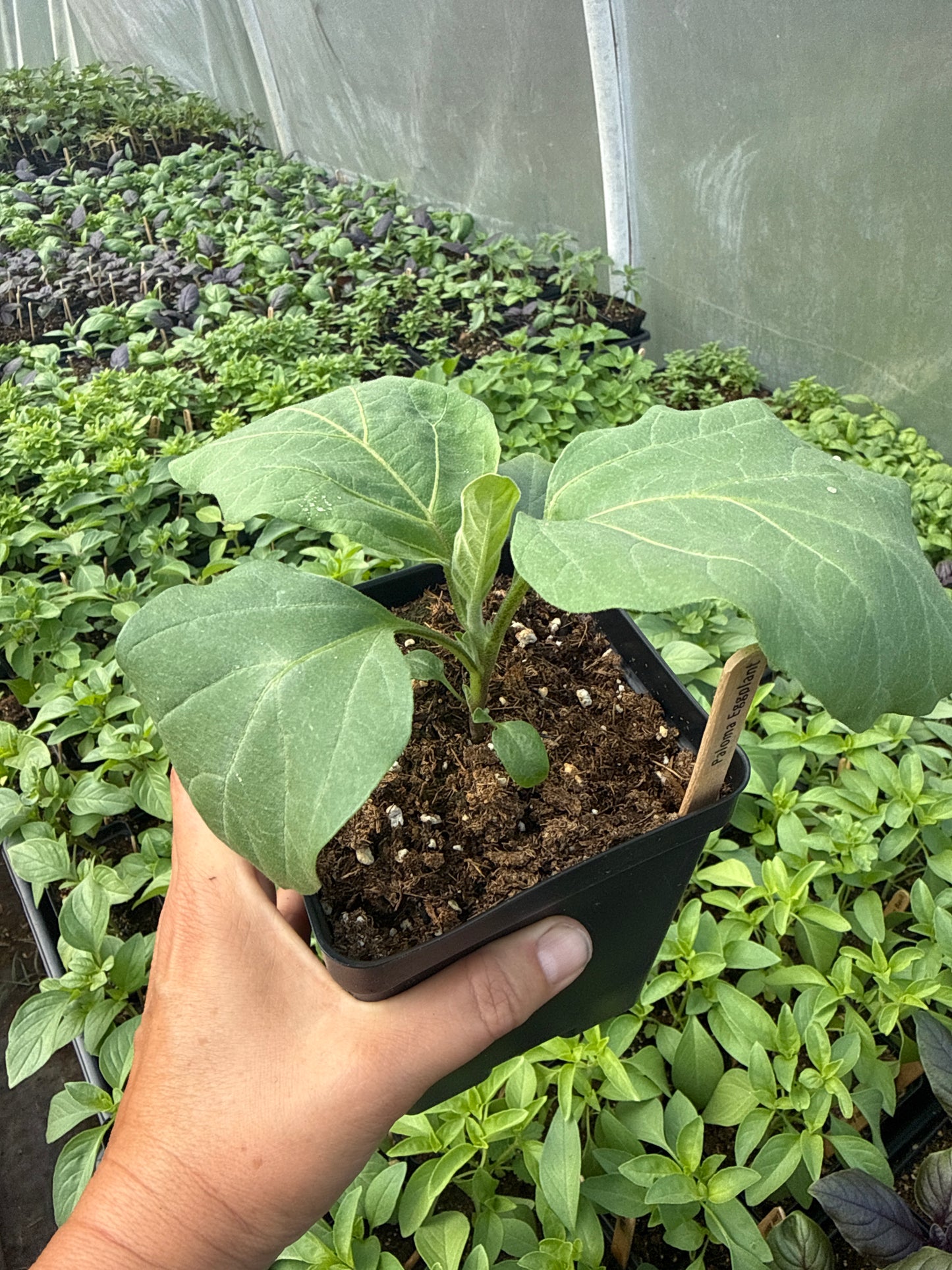 Paloma Eggplant