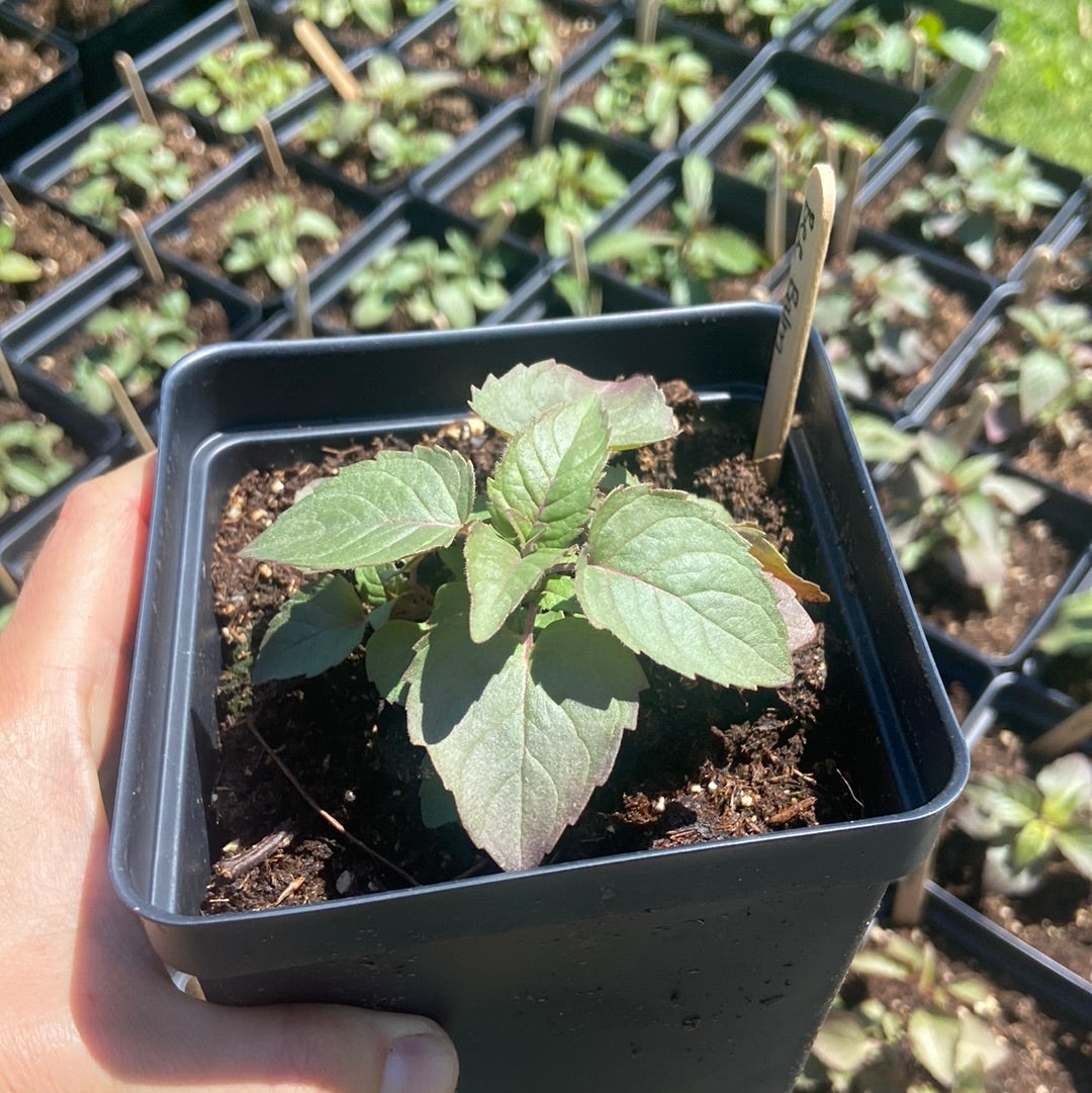 Wild Bee Balm