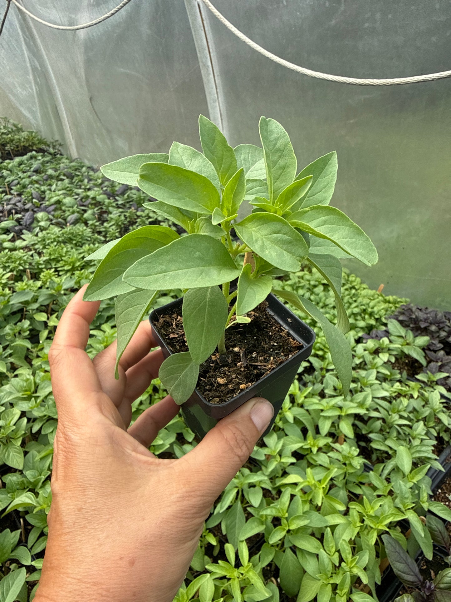 Lime Basil
