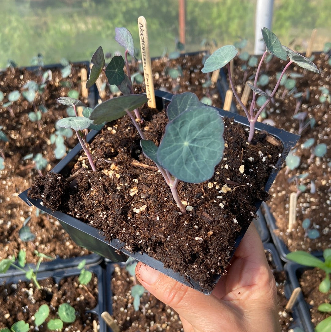 Empress of India Nasturtium