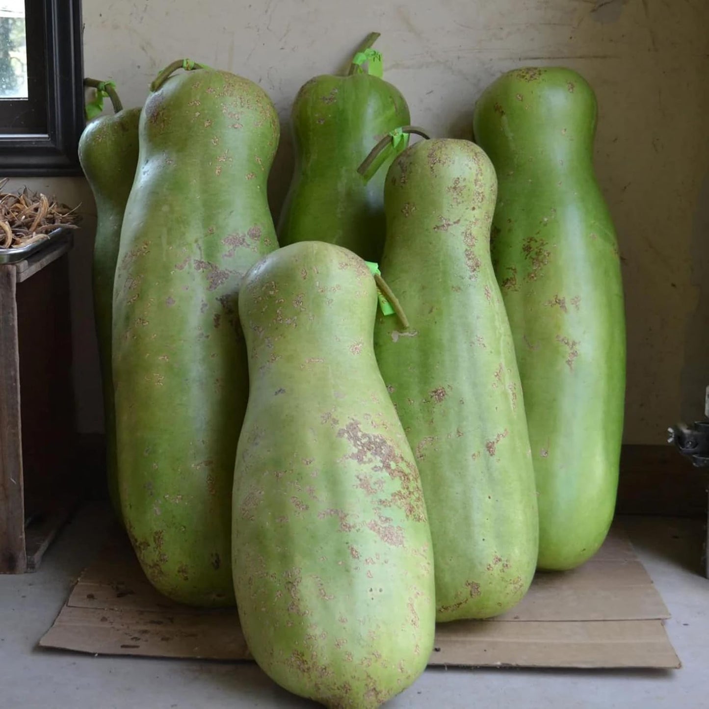 Zucca Giant Gourd