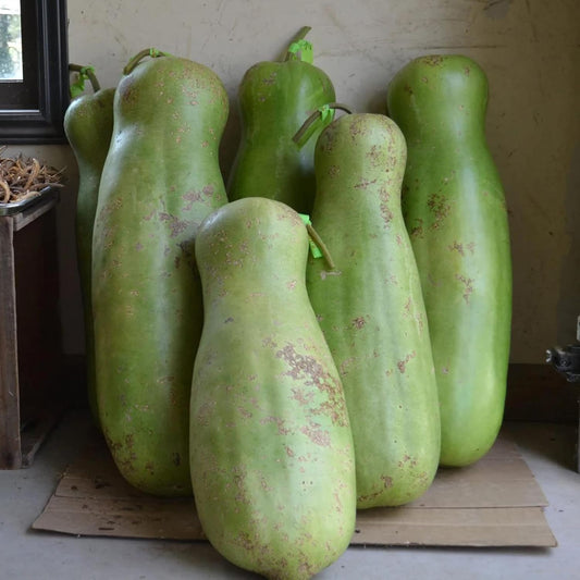 Zucca Giant Gourd