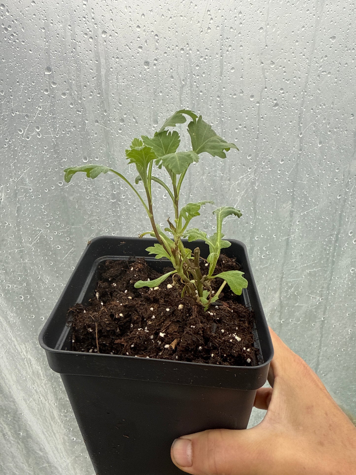 Medicinal Chrysanthemum