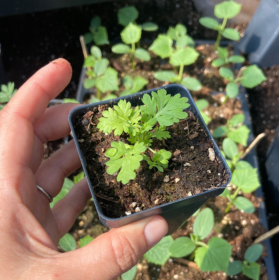 Magic Feverfew