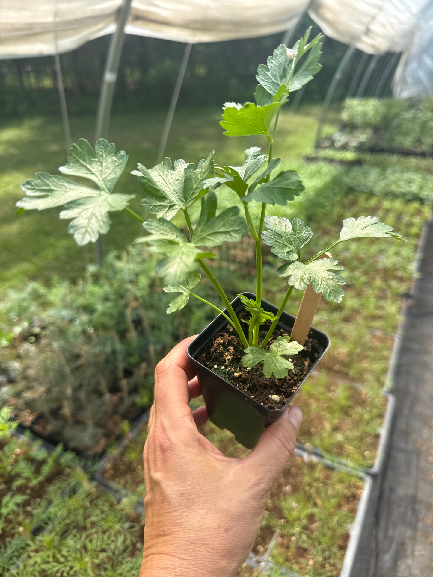 Italy Parsley