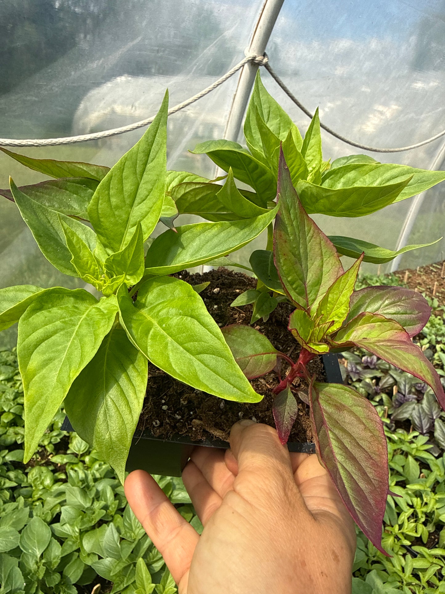 Chief Mix Celosia