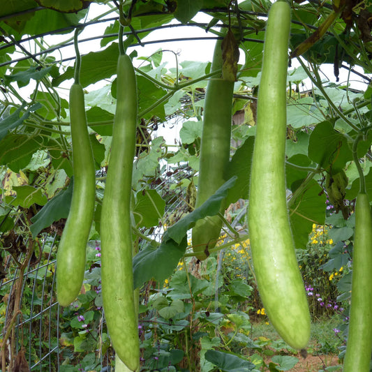 Cucuzza