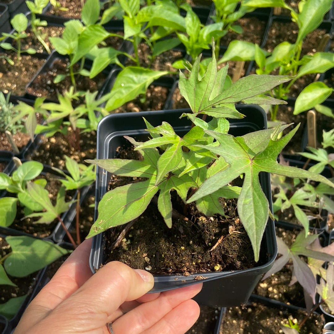 Orange Ginseng Sweet Potato