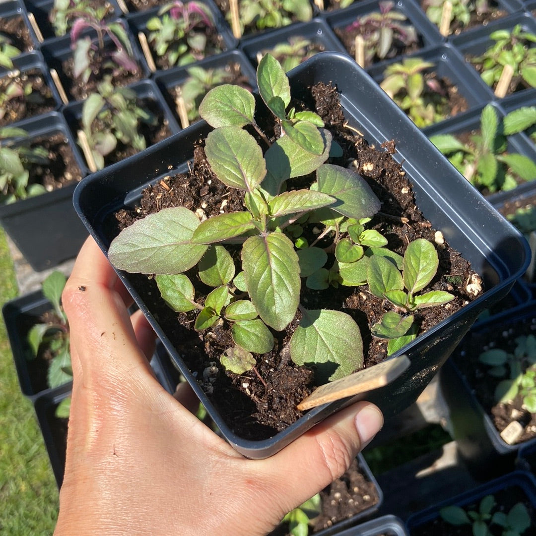 Lemon Bee Balm