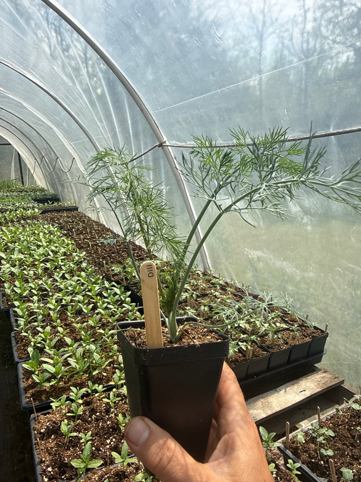 Bouquet Dill