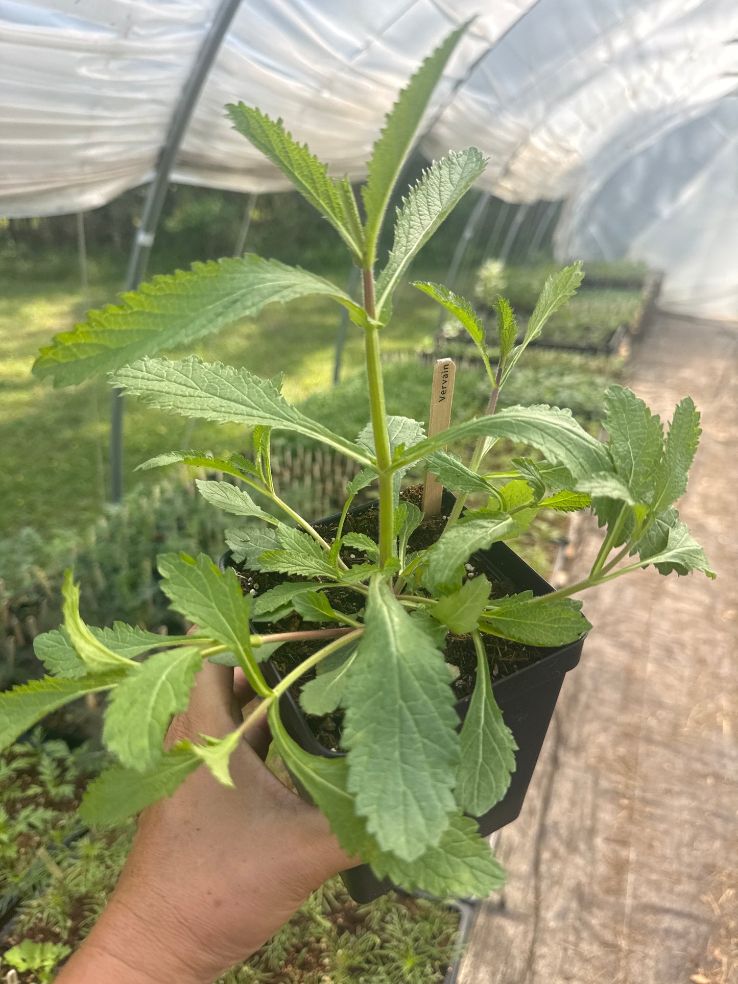 Puple-Top Vervain
