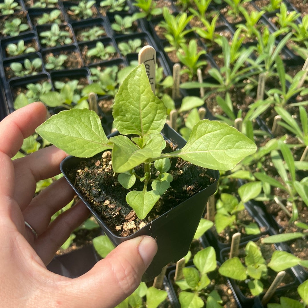 Toothache Plant