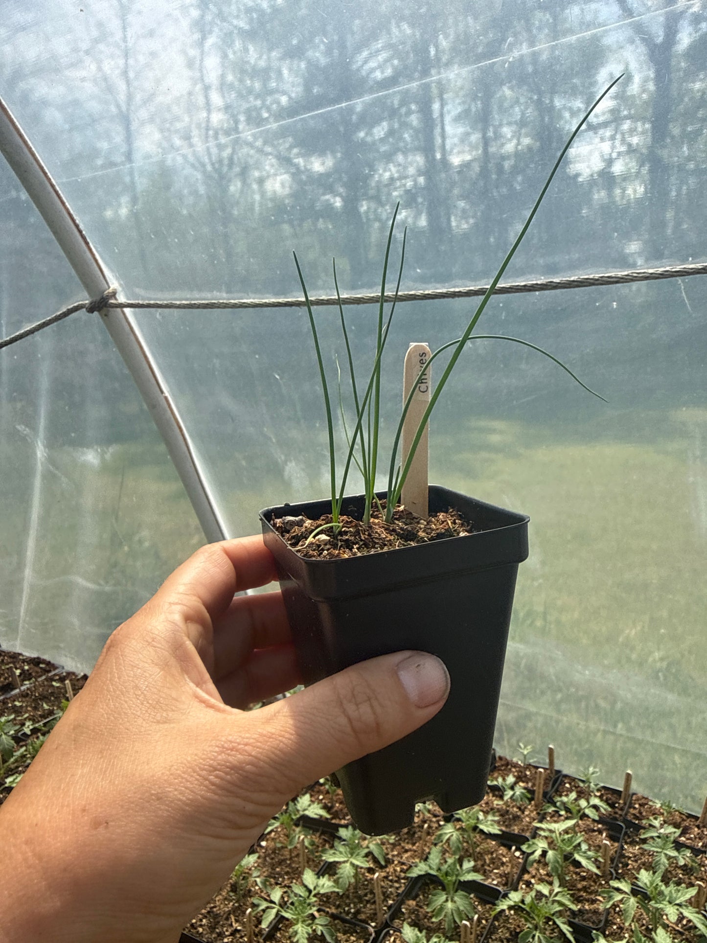 Chives