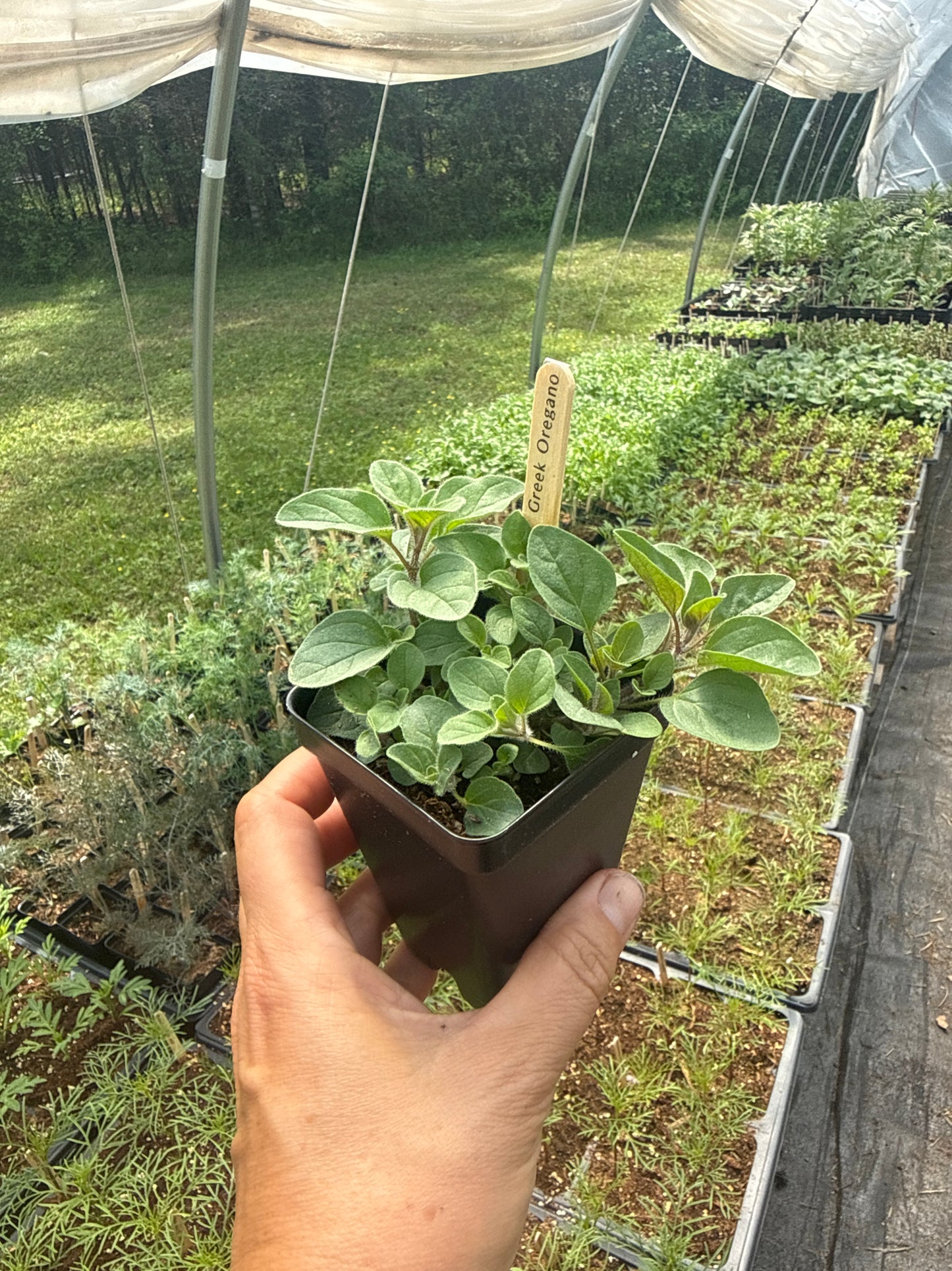 Greek Oregano