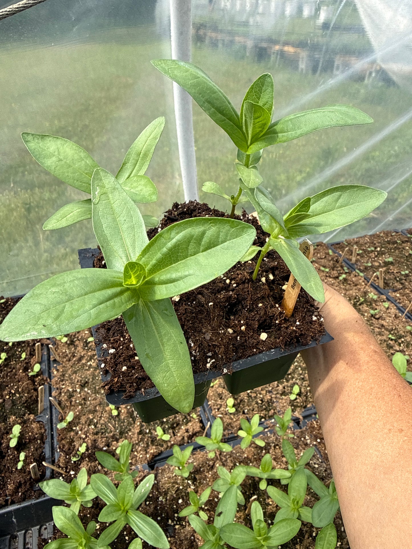 Benary’s Giant Mix Zinnia