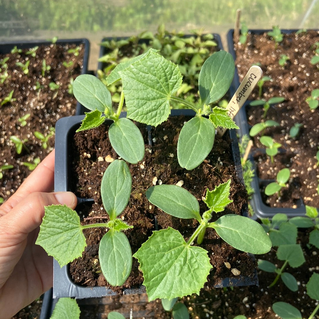 Little Leaf Cucumber