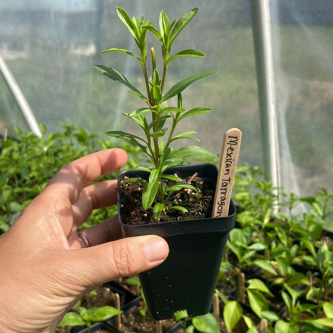 Mexican Tarragon Plant