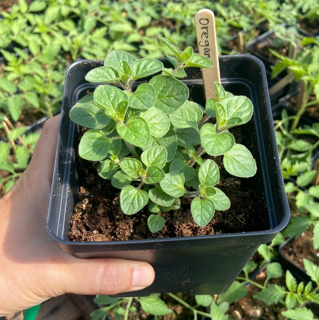 Greek Oregano