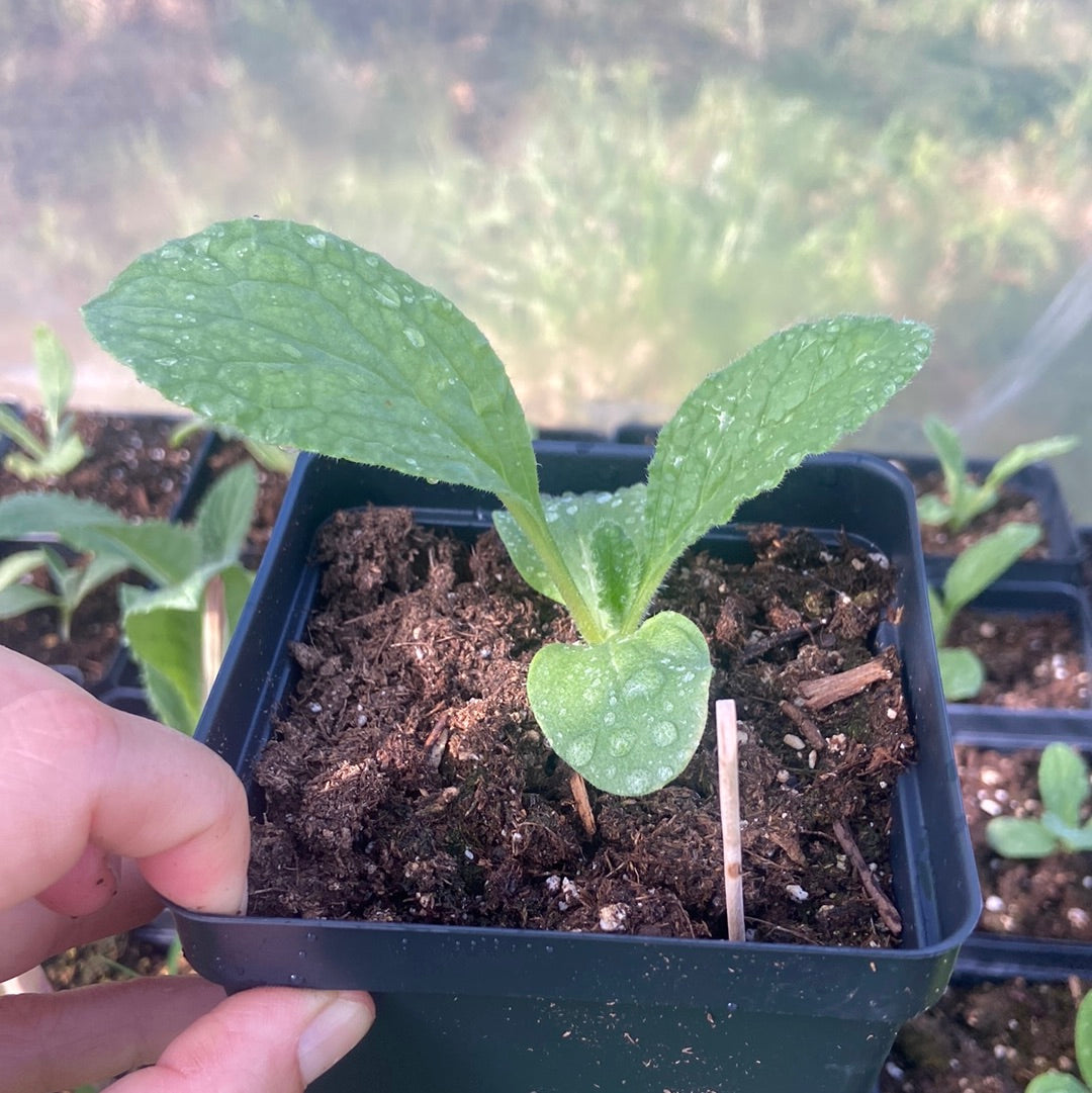 Borage