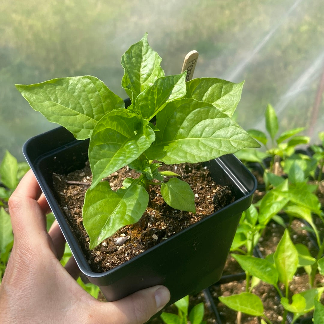 Sweet Aji Cachucha Pepper