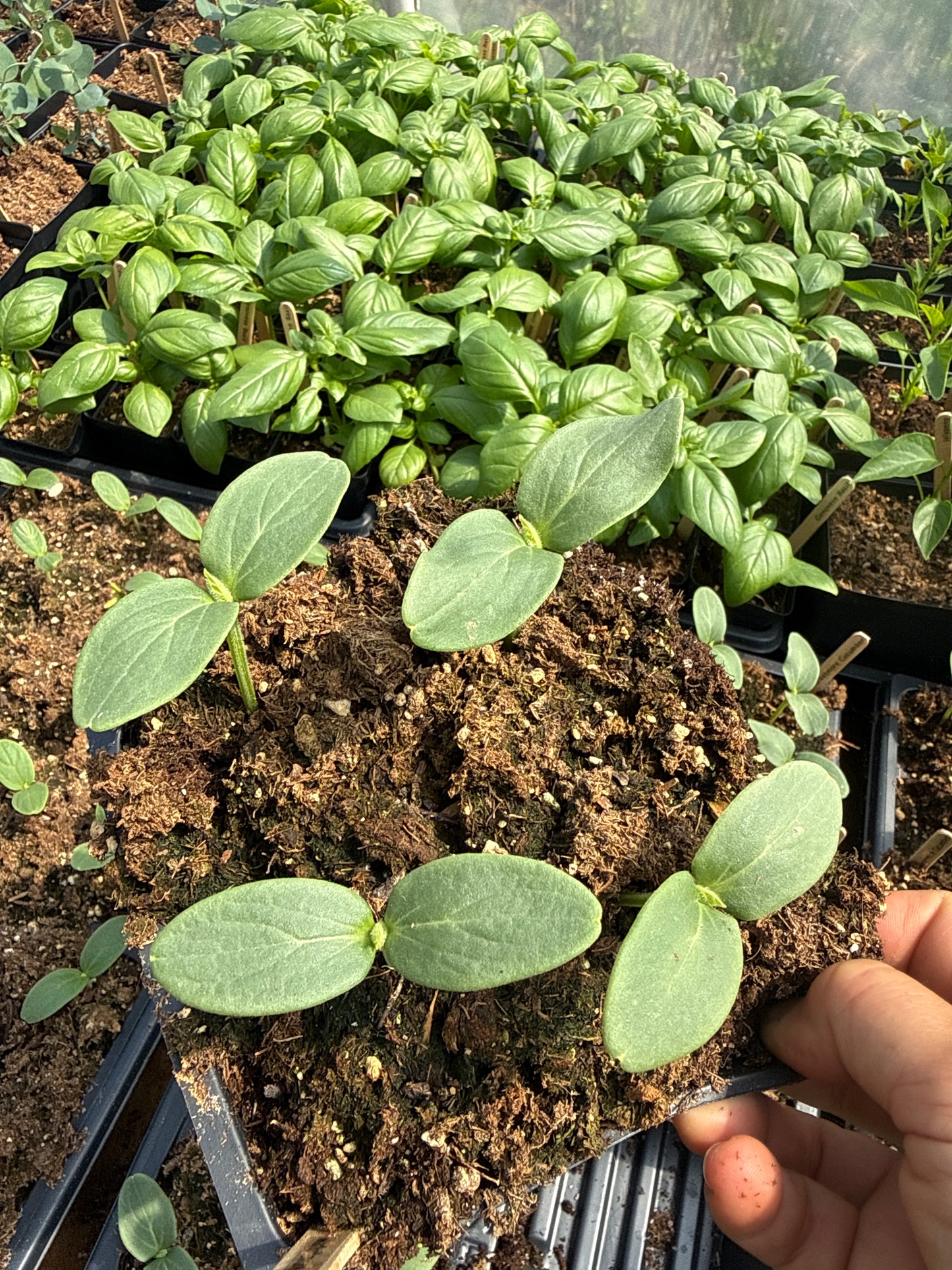 Marketmore Cucumber