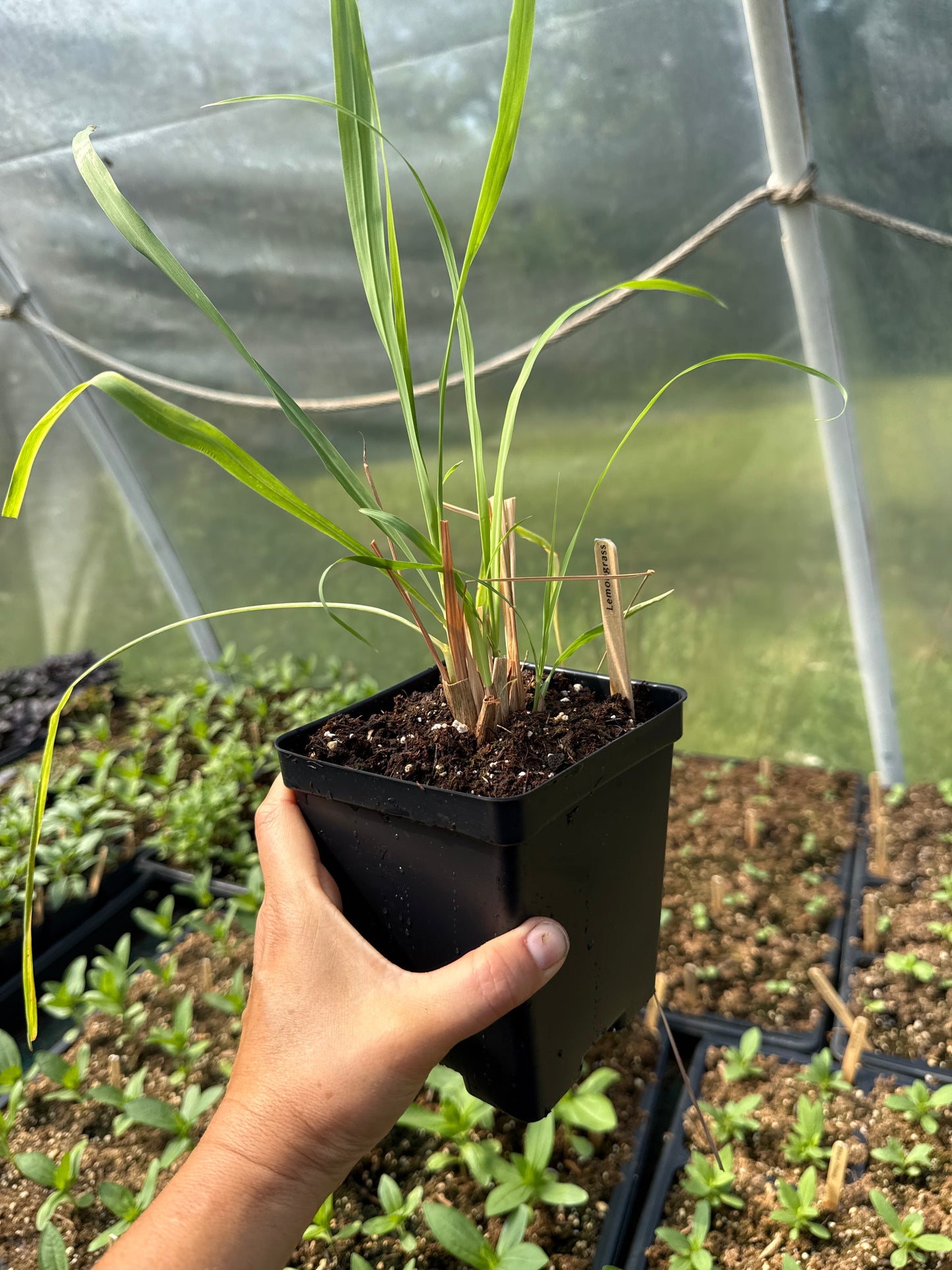 Lemongrass