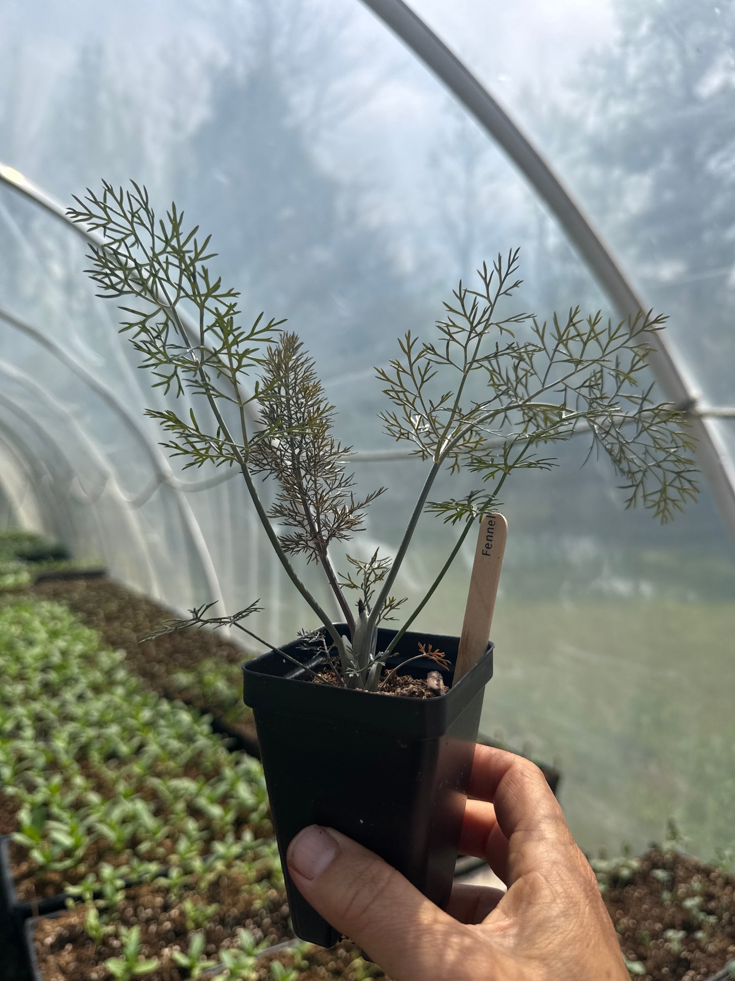 Bronze Fennel