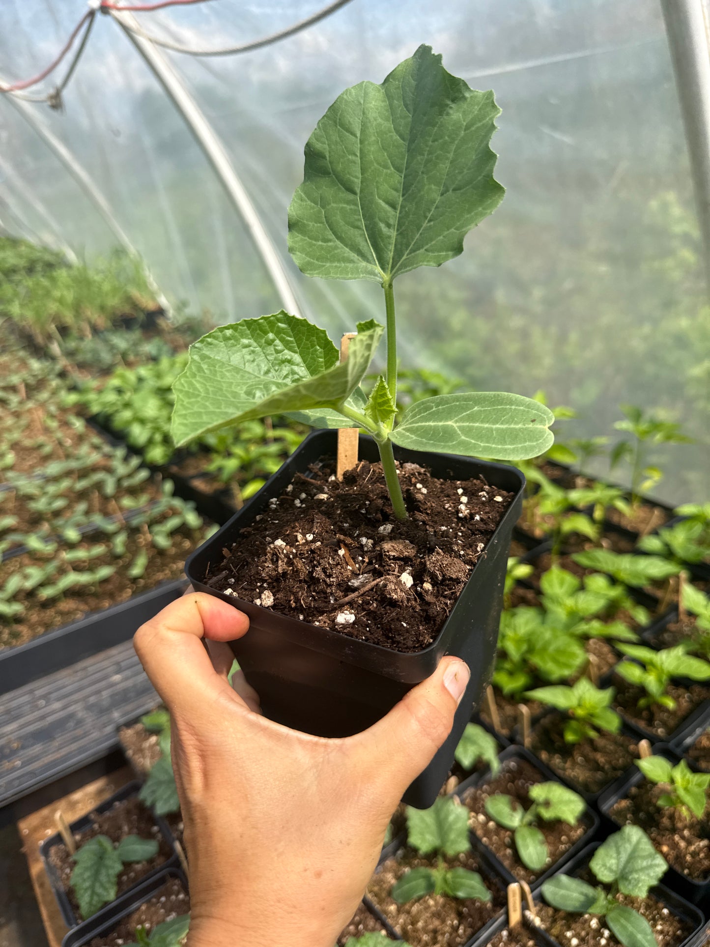 Cucuzza