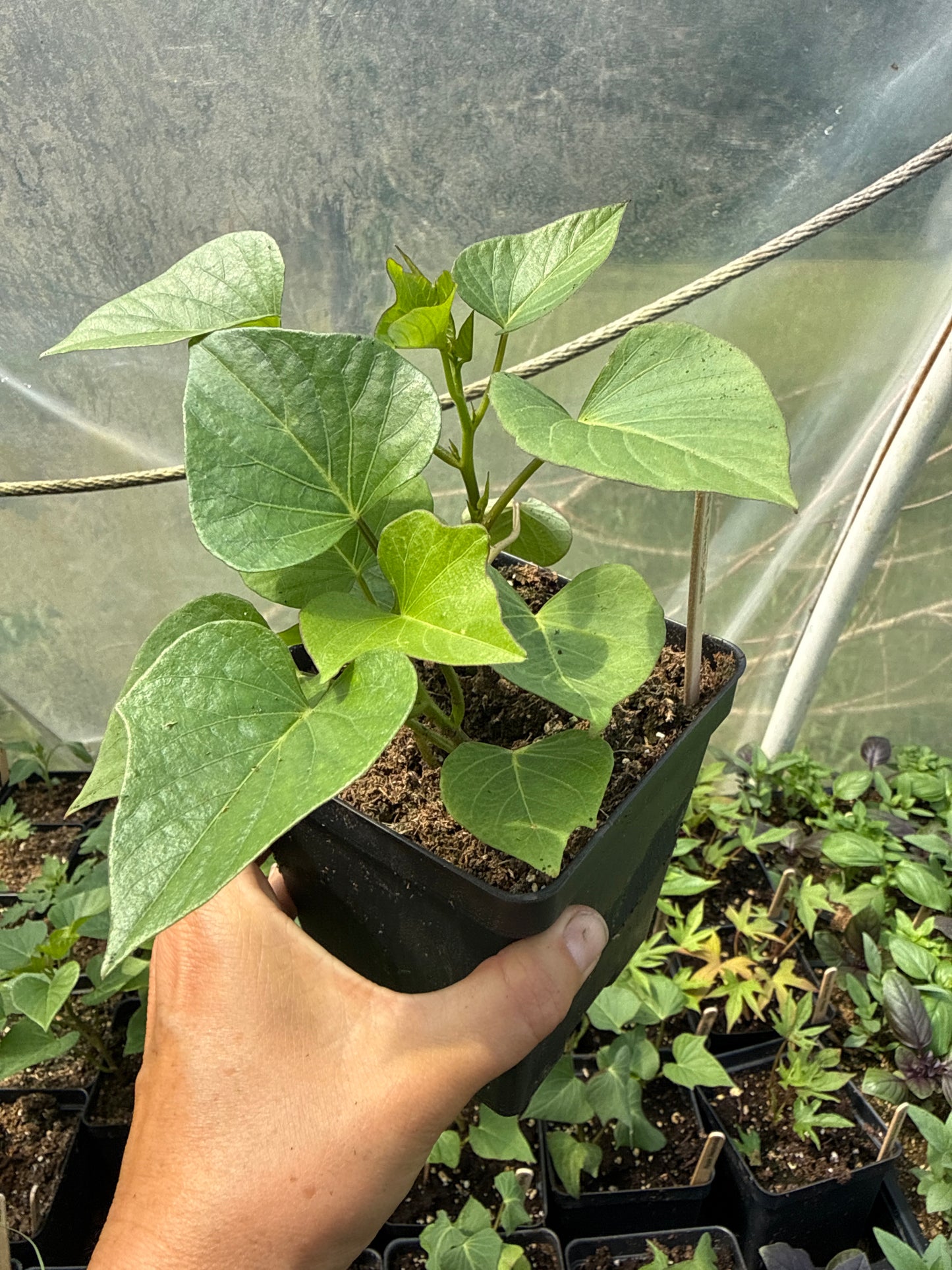 Purple Sweet Potato