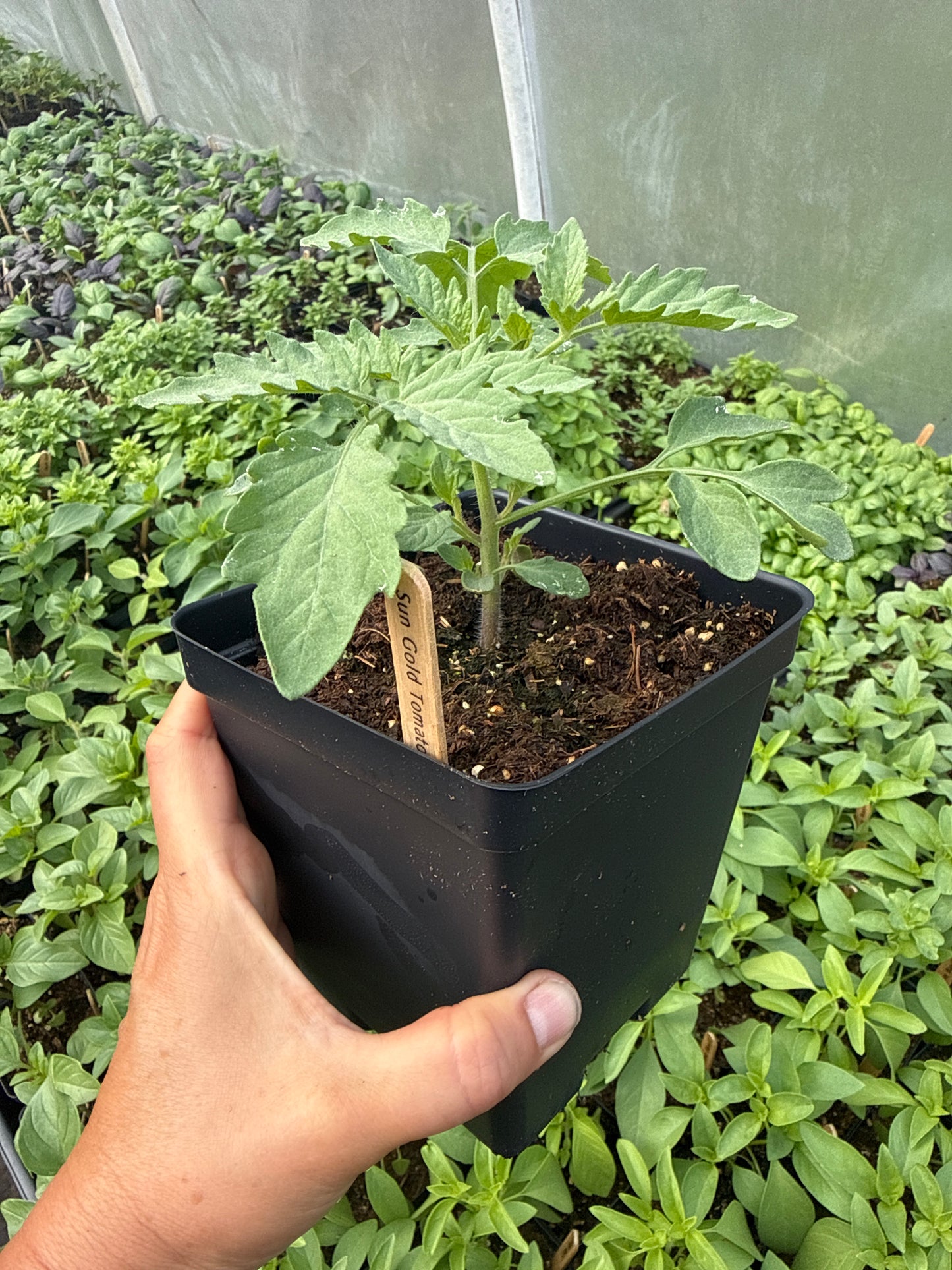Sungold Tomato