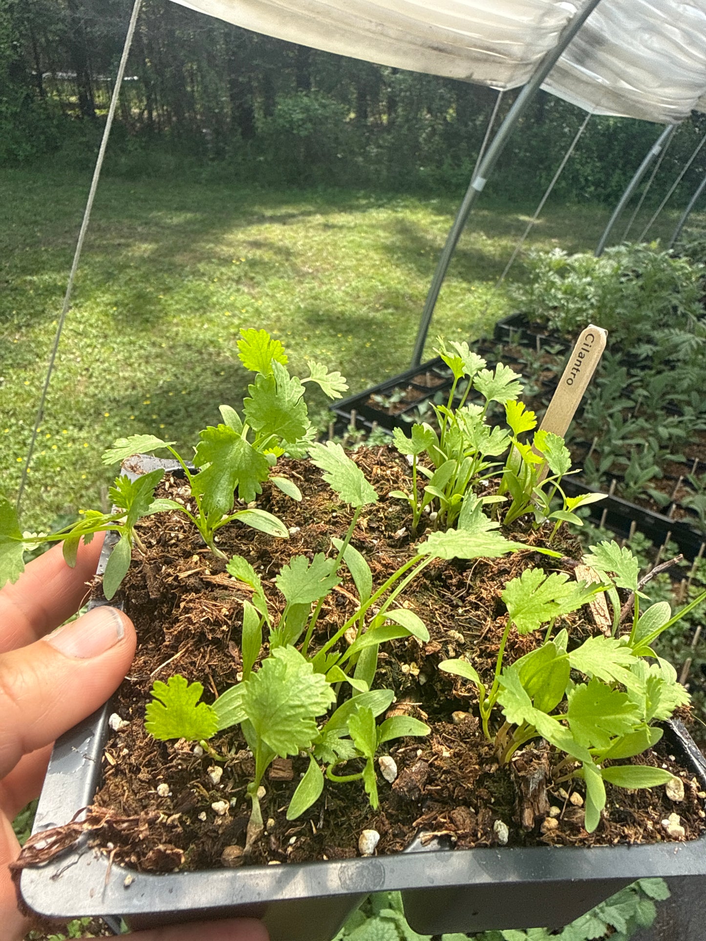 Cilantro