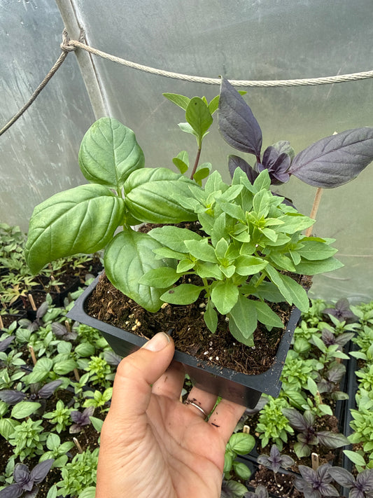 Basil Mix