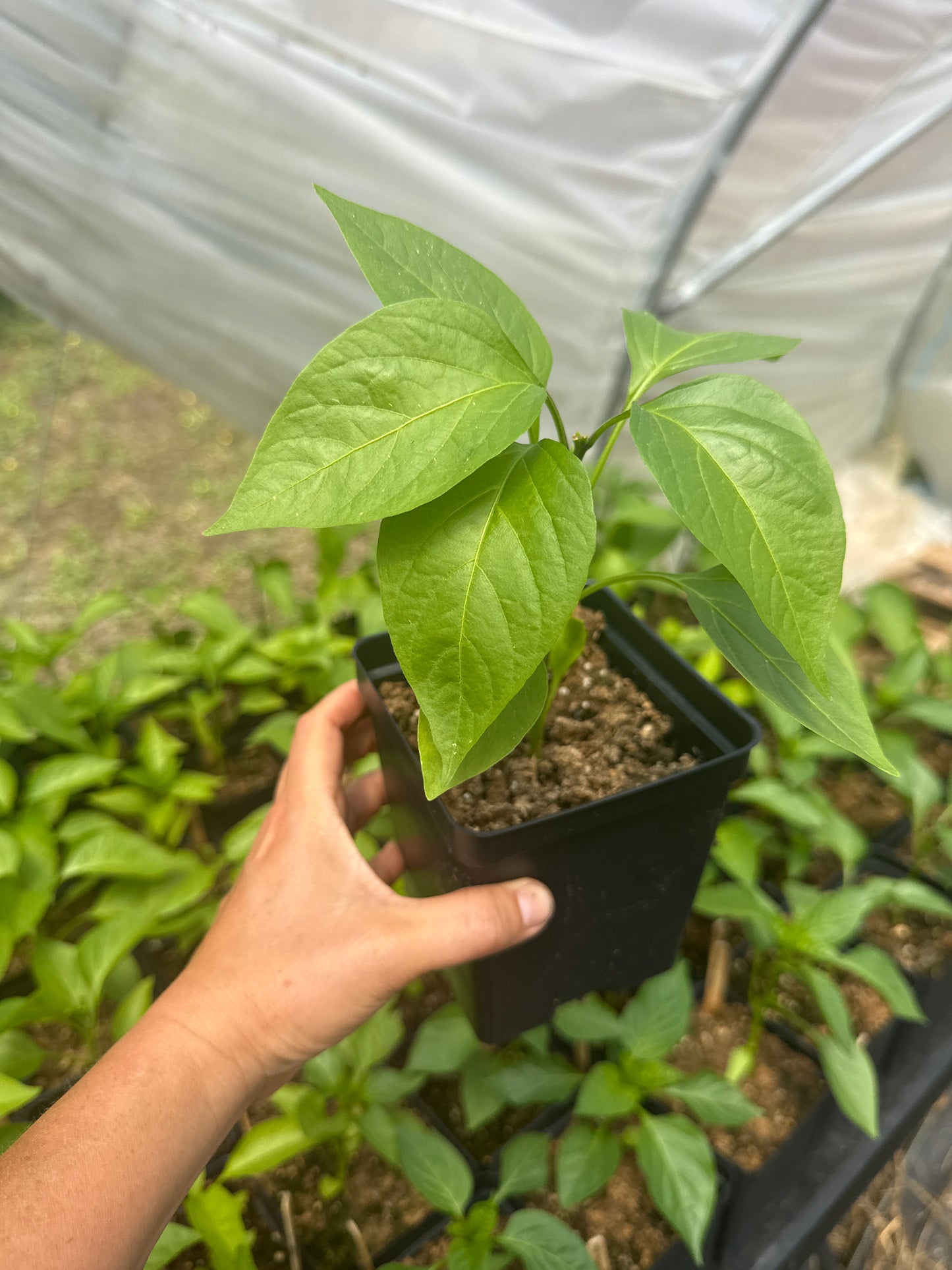 Jalapeño Pepper