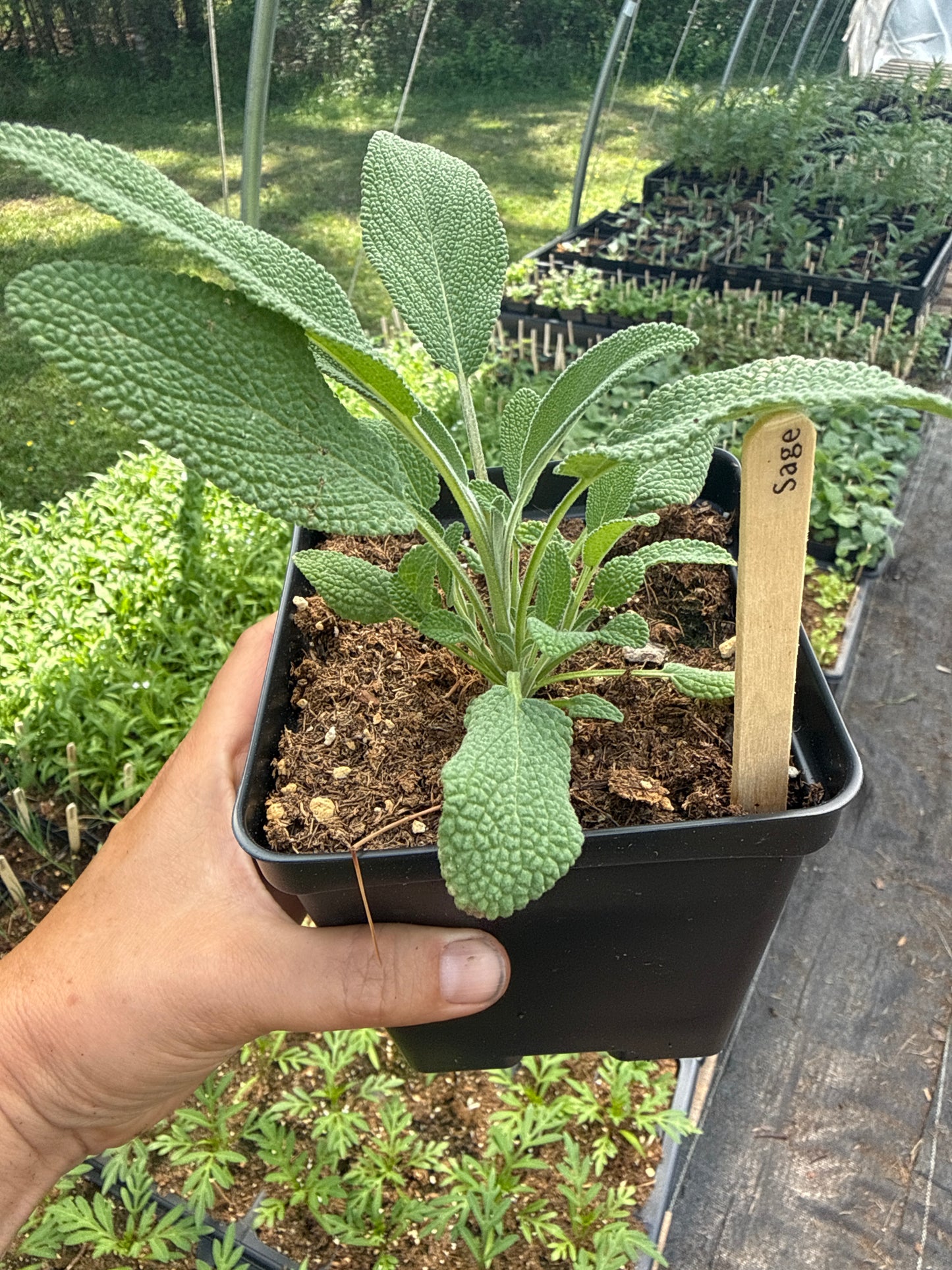Sage