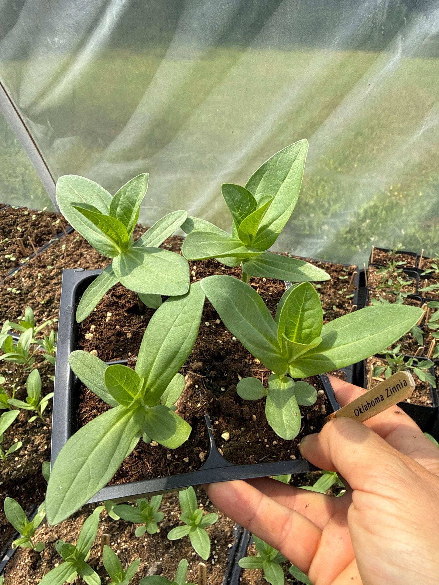 Oklahoma Mix Zinnia