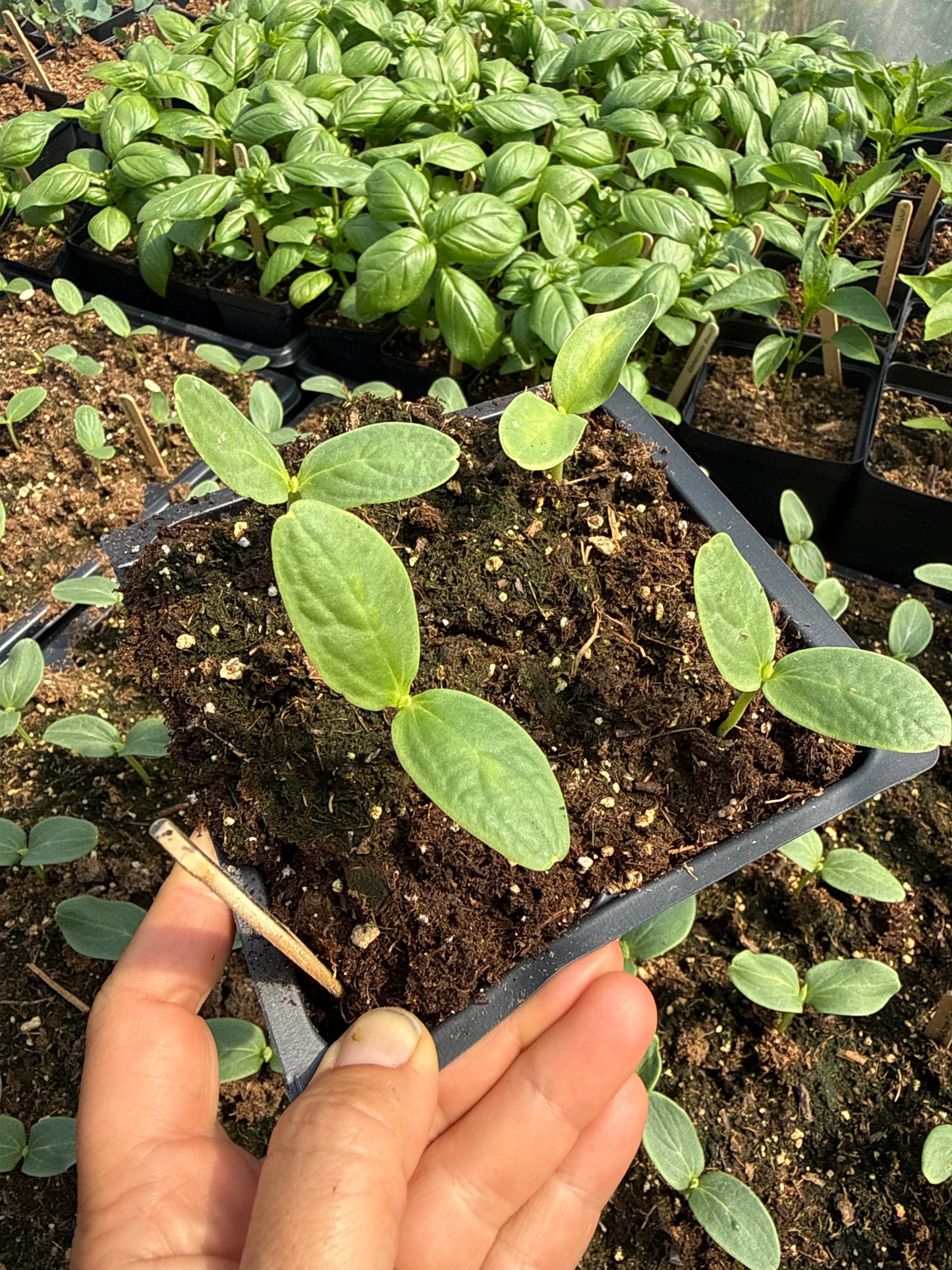 Striped Armenian Cucumber