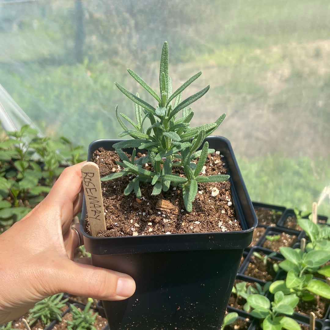 Rosemary Plant