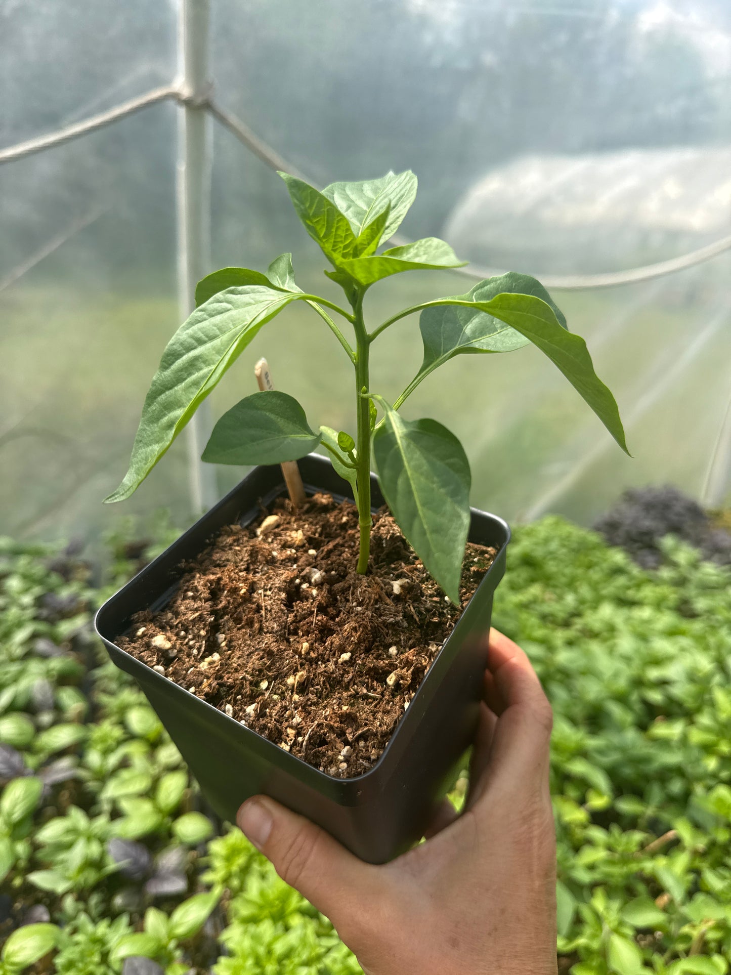 Autry Bell Pepper