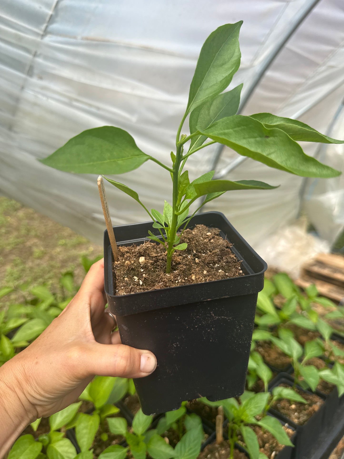 Shishito Mild Pepper