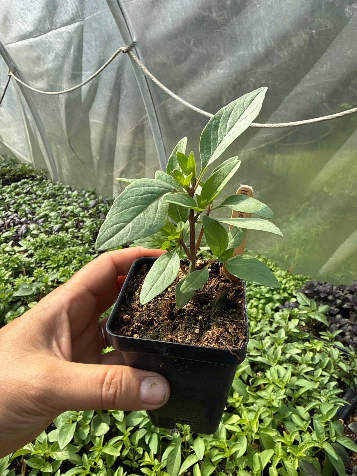 Thai Basil