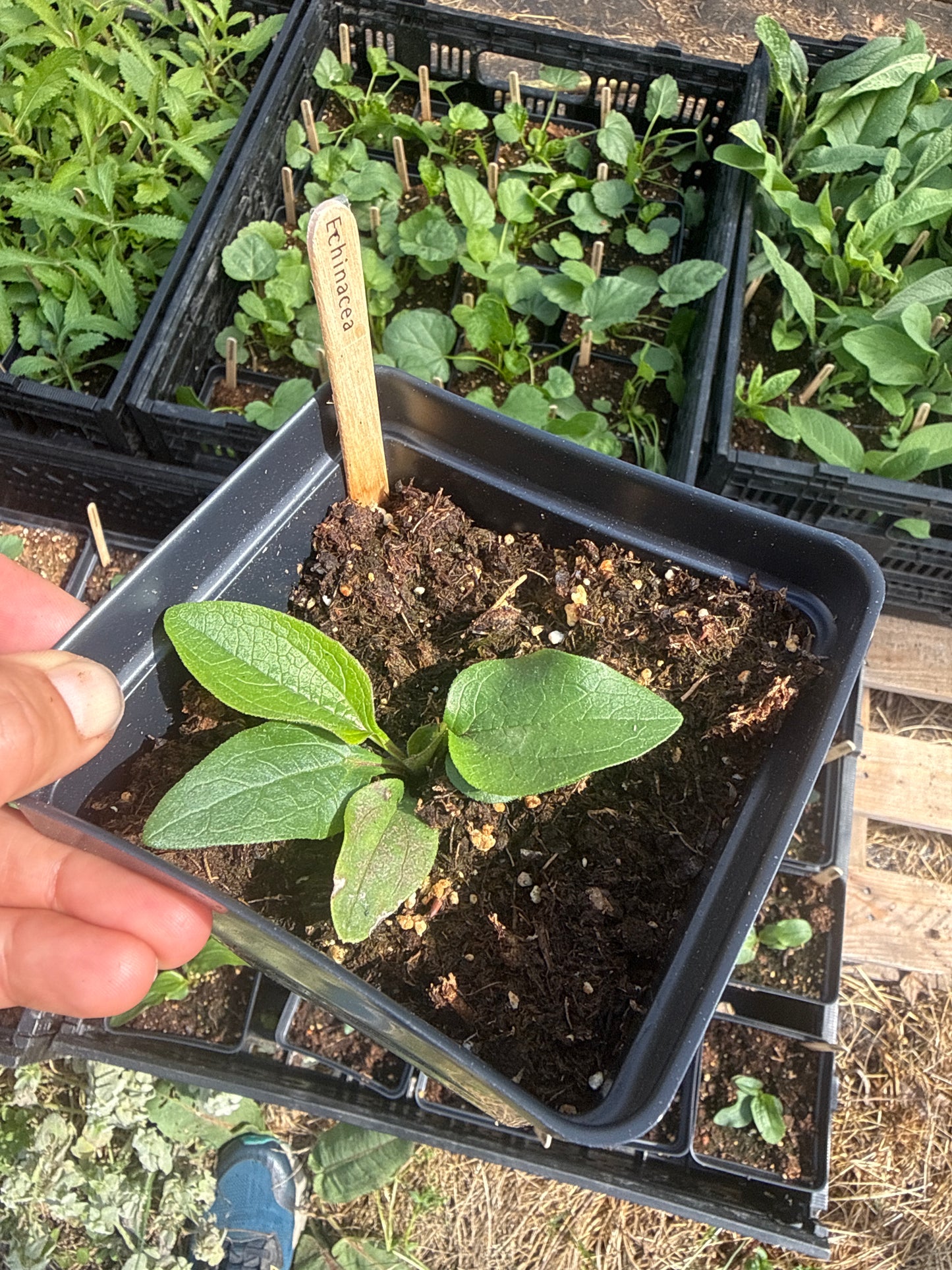 Echinacea