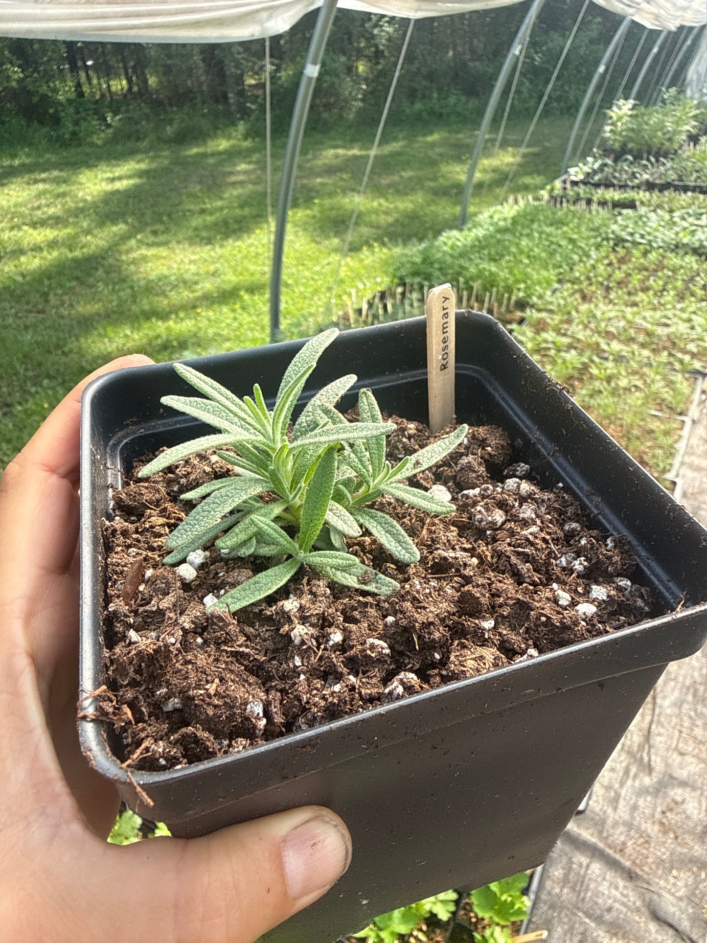 Rosemary
