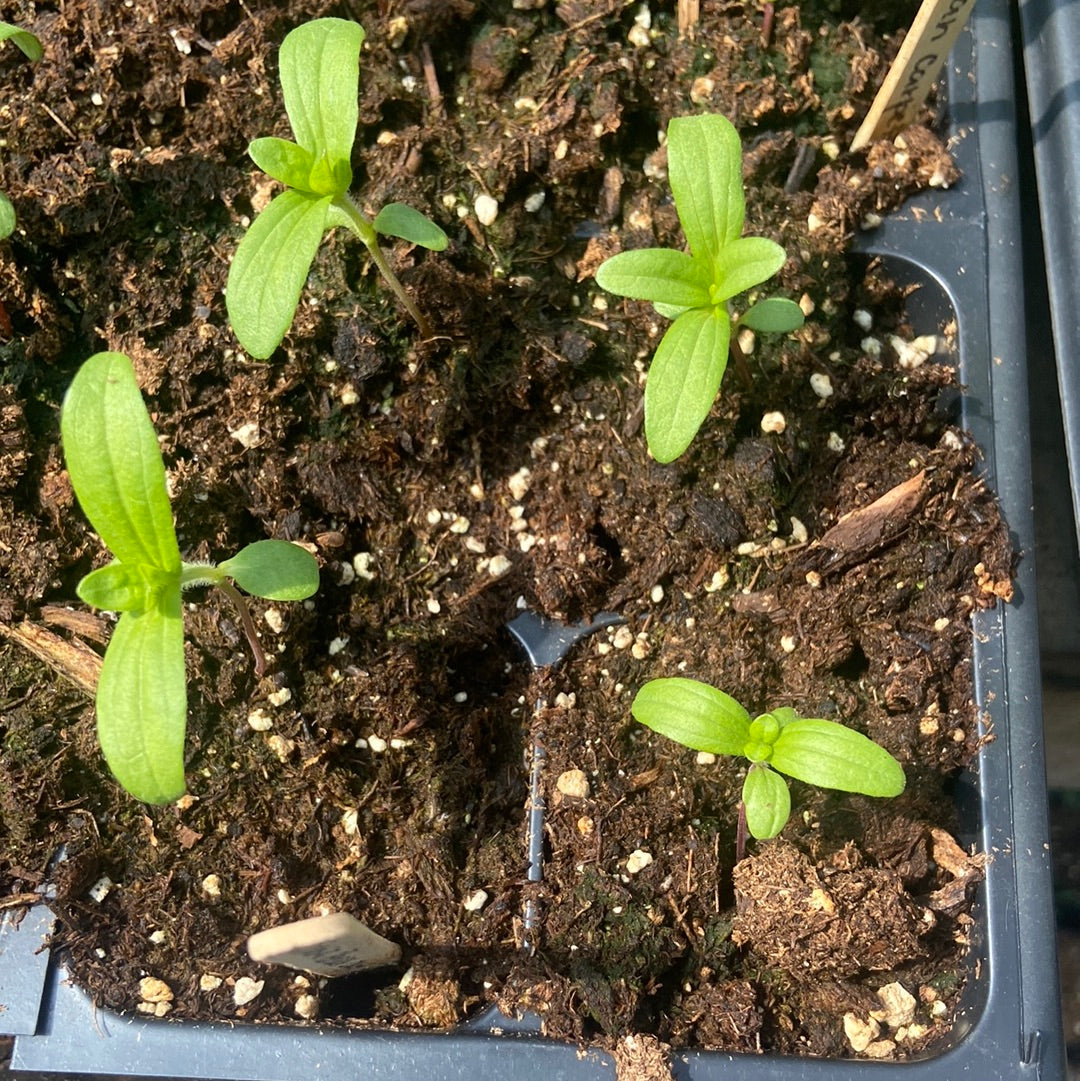 Persian Carpet Zinnia