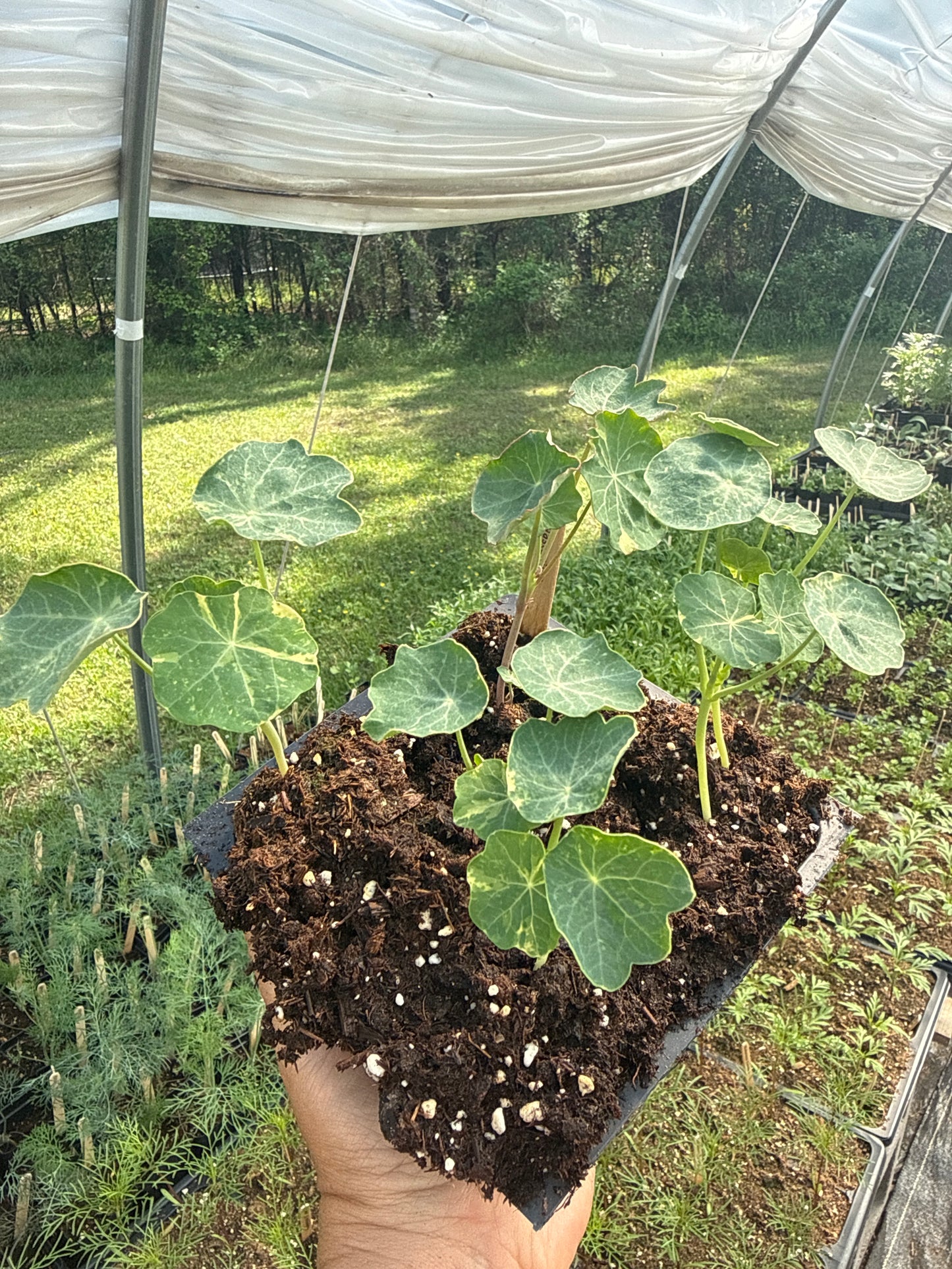 Alaska Nasturtium