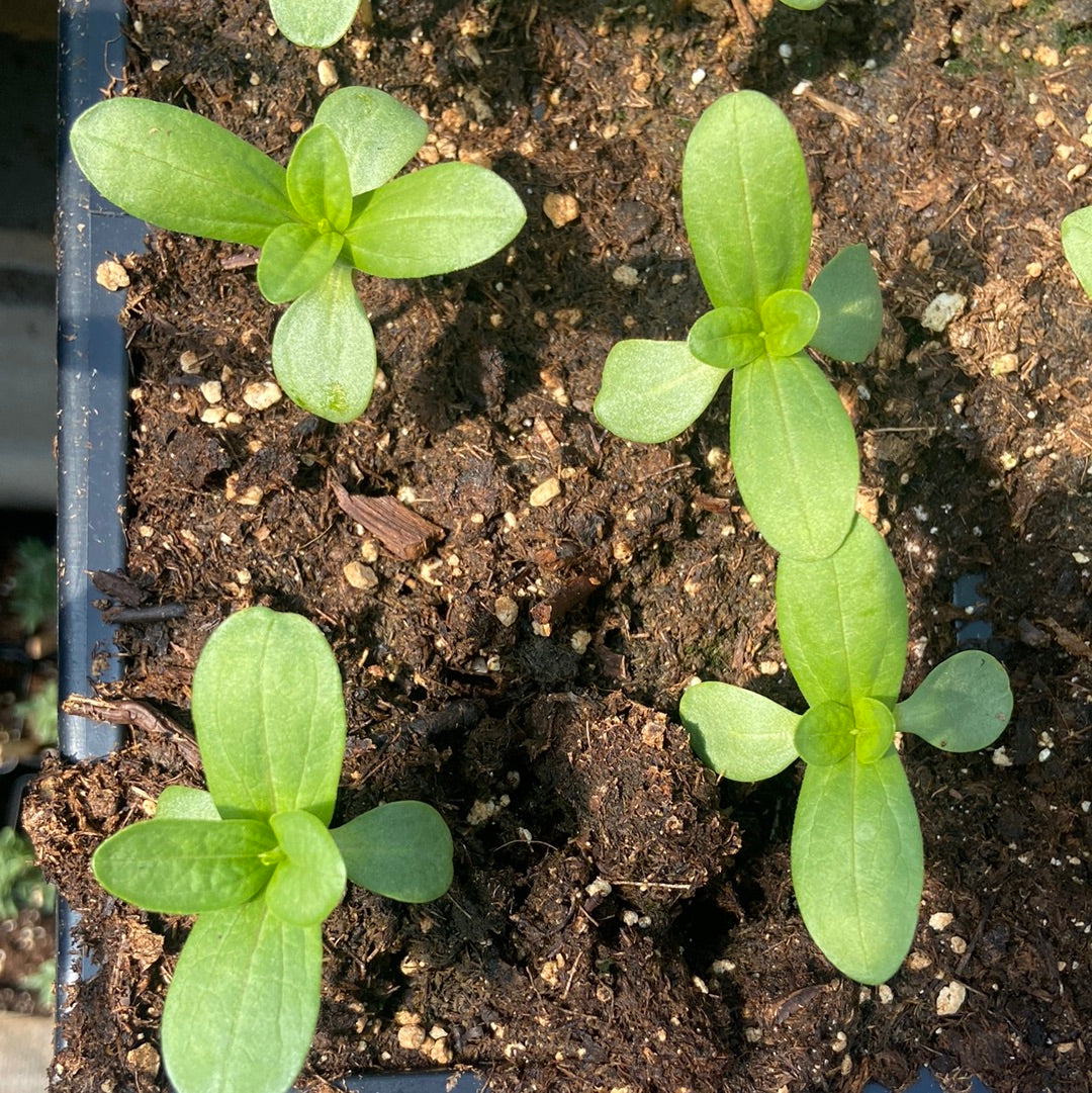 Oklahoma Carmine Zinnia