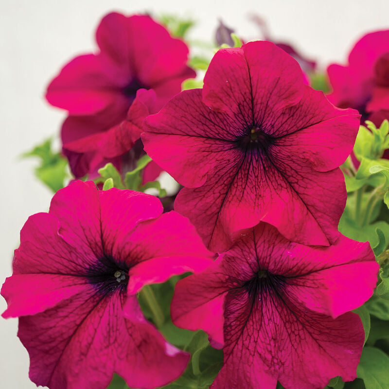 Burgundy Petunia