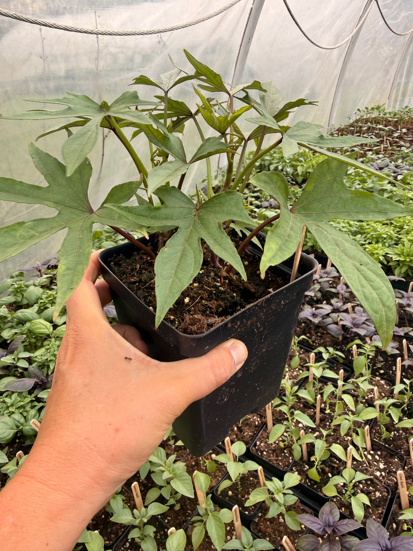 Orange Ginseng Sweet Potato